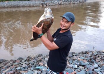 MAHADI Mat mengangkat seekor anak penyu yang menghampirinya kerana cedera terkena mata kail di Kuala Kertih, Kemaman semalam.