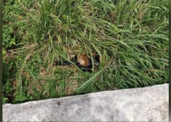 MAYAT seorang wanita yang ditemukan dalam gaung di Kilometer 14, Jalan Lama Bukit Putus, Seremban pada Ahad lalu.