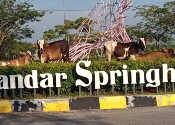 GAMBAR tular di media sosial beberapa ekor lembu yang berada di laluan utama Bandar Springhill, Port Dickson sehingga mengundang rasa kurang senang penduduk.