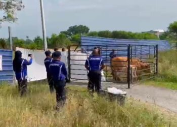 ANGGOTA penguat kuasa MPPD mengambil tindakan menangkap lembu-lembu berkeliaran di pekan Port Dickson semalam. - GAMBAR/IHSAN MPPD