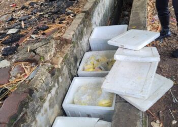 BUAH jeruk yang disorokkan dalam longkang yang disembunyikan penjaja jalanan ketika Op Khas Penjaja Jalanan di sekitar Bandar Baru Uda, Tampoi, Johor Bahru.