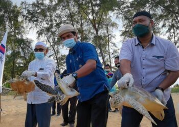 RUZAIDI Mamat (tengah) melepaskan tiga anak penyu yang sebelum ini dirawat di Pusat Konservasi dan Penerangan Penyu Rantau Abang di Dungun, semalam.