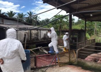 SEBUAH ladang ternakan babi di Tanjung Sepat, Kuala Langat diserbu SPAN. - FOTO SPAN
