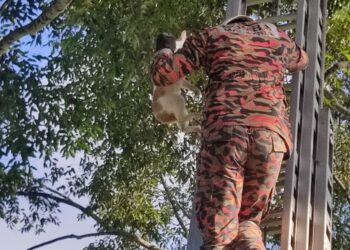 ANGGOTA bomba membawa turun kucing dari atas pokok pada ketinggian lebih empat meter di Kampung Tersusun Sungai Buluh, Sungai Siput hari ini. - UTUSAN/IHSAN JBPM PERAK