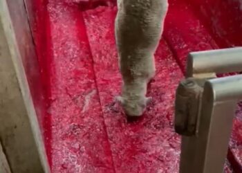 TANGKAP layar rakaman video penyembelihan haiwan yang dilemaskan dalam darah untuk dimatikan di sebuah rumah  penyembelihan di Australia.