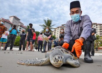 BAKRI Sawir melepaskan penyu ke laut pada Program Outreach Konservasi Penyu Jabatan Perikanan Negeri Sembilan di Glory Beach Resort, Port Dickson, semalam. - UTUSAN/MOHD. SHAHJEHAN MAAMIN