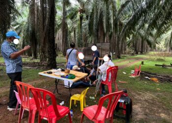 TUJUH lelaki ditahan polis ketika sedang berjudi belangkas dalam ladang kelapa sawit di sempadan Felda Jengka 6 dan Jengka 7 di Maran, Pahang. - FOTO IHSAN POLIS MARAN