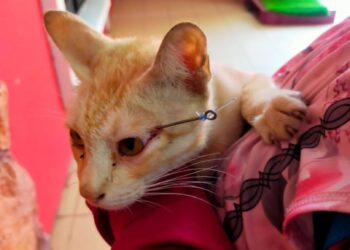 KEADAAN kucing yang tertusuk mata kail pada bahagian mata dalam kejadian di Pulau Pangkor hari ini. - UTUSAN/IHSAN JBPM