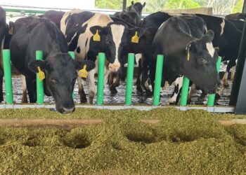 SUASANA ladang ternakan lembu moden di bawah Program Pembangunan Industri Tenusu Negara di Semeling, Kedah. - JPV