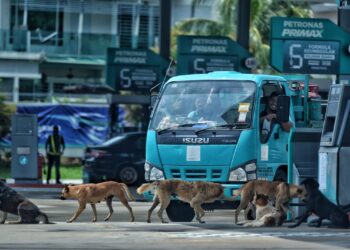 KELIHATAN kumpulan anjing berkeliaran di sebuah stesen minyak di Bandar Sri Sendayan, Seremban, baru-baru ini. - UTUSAN/MOHD. SHAHJEHAN MAAMIN