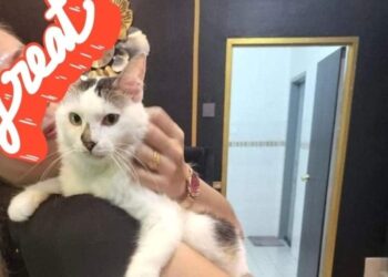 TANGKAP layar memaparkan keceriaan kucing setelah dibawa balik ke Pulau Pinang selepas tersesat selama sebulan sebelum ditemui di Putrajaya.