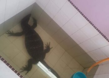 SEEKOR biawak berendam dalam kolah menyebabkan seorang penghuni rumah cemas sebelum menghubungi bomba untuk mendapatkan bantuan dekat Kampung Tali Air 6, Sekinchan di Sabak Bernam, Selangor, semalam.