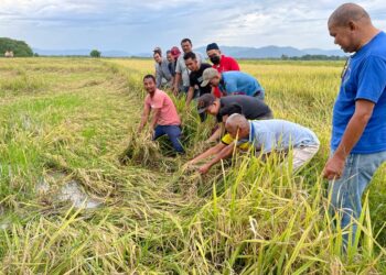PETANI menunjukkan padi rebah yang gagal dituai di Bendang Tasek Pauh, Pasir Puteh, hari ini. - UTUSAN/TOREK SULONG