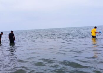 ANGGOTA Angkatan Pertahanan Awam (APM) menangkap obor-obor yang muncul di pantai Batu Hitam, Balok di Kuantan, Pahang. - FOTO IHSAN APM KUANTAN