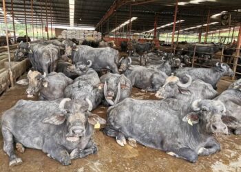 PENTERNAKAN ruminan perlu dikawal selia dalam kandang atau tempat berpagar yang teratur tanpa berkeliaran di kawasan awam. - JPV