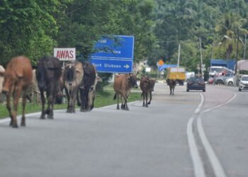 HAIWAN ternakan lembu yang didapati berkeliaran di Jalan Rantau-Linggi dekat Pekan Air Kuning, Port Dickson sehingga mengganggu dan membahayakan pengguna jalan raya. - UTUSAN/MOHD. SHAHJEHAN MAAMIN
