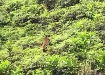 TANGKAP layar video tular yang memaparkan harimau belang betina berkeliaran di kawasan bukit di hulu Paka, Dungun beberapa hari lalu.