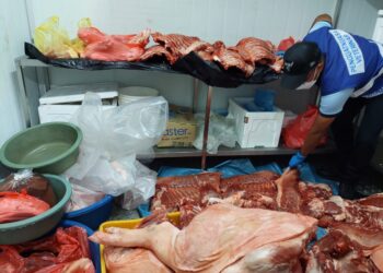 SEORANG kakitangan JPV Pulau Pinang menunjukkan karkas babi yang dirampas dalam dua pemeriksaan berasingan di Kubang Semang dan Sungai Dua, Butterworth, Pulau Pinang awal pagi tadi.