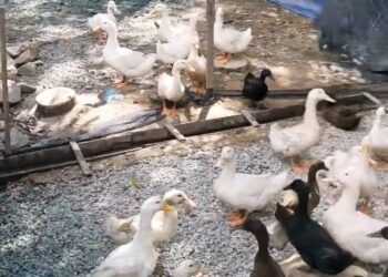 ITIK yang diternak seorang lelaki di hadapan rumahnya dekat Permatang Badak di Kuantan, Pahang.