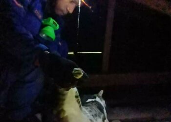 ANGGOTA APM membawa turun seekor kucing jantan yang terperangkap di siling sebuah rumah di Kampung Nibung Bukit Jenun, Pendang semalam.