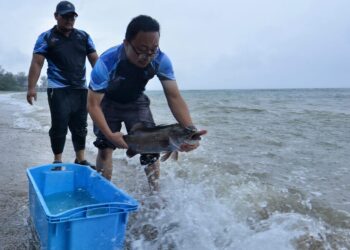 KASIM Tawe melepaskan ikan siakap di perairan Port Dickson pada Program Pengurusan Perikanan Melalui Pendekatan Ekosistem (EAFM) di Pantai Bagan Pinang, Port Dickson hari ini. - UTUSAN/MOHD. SHAHJEHAN MAAMIN