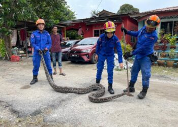 ANGGOTA APM Alor Gajah berjaya menangkap ular sawa seberat 30kg di sebuah rumah di Kampung Belimbing Dalam, Alor Gajah, Melaka.