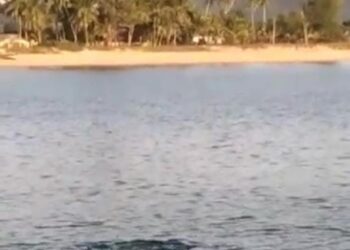 TANGKAP layar video tular yang memaparkan seekor buaya berukuran hampir dua meter berenang di Pantai Kampung Tengah, Kijal di Kemaman hari ini.