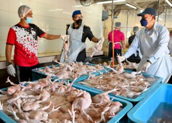 SAHARUDDIN Mohd. Kia (kanan) memeriksa bekalan ayam di premis borong di Kampung Mengabang Telung, Kuala Nerus hari ini. - UTUSAN/PUQTRA HAIRRY ROSLI