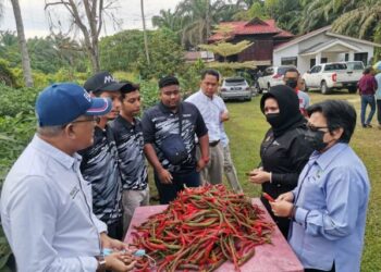 NORDIN Abdul Malek (kiri) menunjukkan hasil projek fertigasi cili yang diusahakan penduduk ketika lawatan Ketua Setiausaha Kementerian Pertanian dan Industri Makanan, Datuk Haslina Abdul Hamid di Kampung Gajah baru-baru ini. - UTUSAN/AIN SAFRE BIDIN