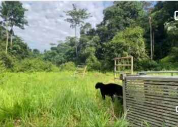 SEEKOR harimau kumbang yang ditangkap di Kampung Peruang, Benta dilepaskan oleh kaki tangan Jabatan Perlindungan Hidupan liar dan Taman Negara di sebuah habitat di Lipis, Pahang pada 6 Jun lalu. -UTUSAN/IHSAN PERHILITAN SEMENANJUNG MALAYSIA