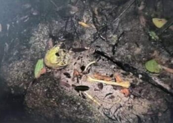 POLIS sedang mengesan waris seorang lelaki dipercayai berusia 50-an yang tengkorak dan tulangnya ditemukan di dalam hutan Taman Rimba, Teluk Bahang, Pulau Pinang.