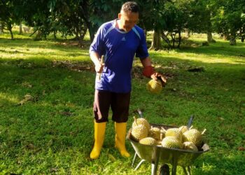 Jais mengutip buah durian di kebunnya di Kampung Paya Embun, Pekan Nanas,Pontian, baru-baru ini.