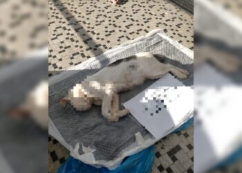 KUCING yang diberi nama Molly mati akibat ditembak dengan senapang angin dalam kejadian di Bukit Rambai, Melaka.