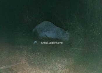 SEEKOR anak gajah mati akibat dilanggar sebuah kenderaan di Jalan Batu Pahat-Mersing. - MEDIA SOSIAL