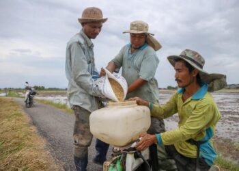 AHMAD Zamri Daud (kiri) dan Roslan Jaafar membantu memasukkan benih padi keluaran MADACorp 
ke dalam mesin menabur padi milik Aziz Abdul Rahman di Kampung Padang Luar, Mukim Tajar, Alor Setar. 
– UTUSAN/SHAHIR NOORDIN