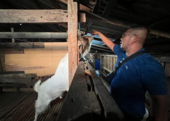 HUSMIZAR Hussain melihat kambing yang sudah ditempah pelanggan untuk ibadah korban sempena sambutan  Aidiladha bulan depan di Jalan Kolam, Kampung Alor Merah, Arau, Perlis semalam.- UTUSAN/MOHD. HAFIZ ABD. MUTALIB