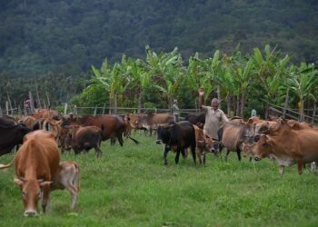 ORANG ramai yang ingin melakukan ibadah korban sempena Hari Raya Aidiladha perlu mendapatkan permit penyembelihan untuk mengurangkan risiko wabak penyakit ternakan. - UTUSAN/PUQTRA HAIRY ROSLI