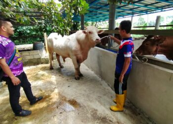MURTADHATUMIZI Mustapha (kiri) memeriksa lembu kesayangan miliknya yang akan dikorbankan pada Hari Raya Aidiladha di Kampung Dalam Pagar, Pasir Pekan Hilir, Tumpat, Kelantan hari ini.-UTUSAN/YATIMIN ABDULLAH