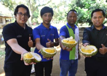 DURIAN hijau Beserah mendapat permintaan tinggi setiap kali musimnya sehingga penggemarnya sanggup datang menikmati isi raja buah itu di ladang milik Heng Jee Pa di Beserah, Kuantan, Pahang. - UTUSAN/SHAIKH AHMAD RAZIF