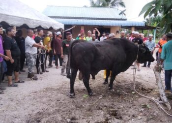 LEMBU seberat hampir satu tan yang disembelih pada program ibadah korban sempena AidilAdha di Kampung Parit Haji Ali di Bagan Serai hari ini. - UTUSAN/WAT KAMAL ABAS