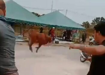 TANGKAP layar daripada video seekor lembu yang tiba-tiba mengamuk di pekarangan Masjid Bukit Besi, Dungun, hari ini.