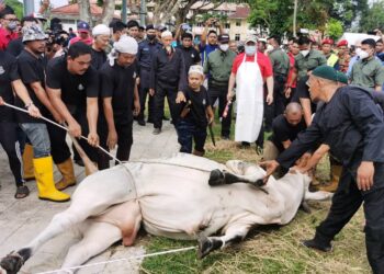 SULTAN Muhammad V (tengah, baju merah) berkenan mencemar duli untuk menyembelih dua ekor sempena Majlis Ibadat Qurban Jama’ie anjuran Majlis Agama dan Adat Istiadat Melayu Kelantan (Maik) di Padang Kompleks Islam Jubli Perak, Sultan Ismail Petra, Panji, Kota Bharu, Kelantan hari ini.-UTUSAN/ROSALWANI CHE SOH