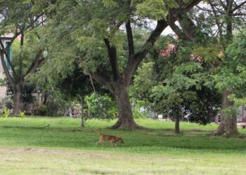 KELIHATAN anjing liar yang berkeliaran di padang permainan di Taman Semabok Perdana, Melaka. - UTUSAN/RASUL AZLI SAMAD