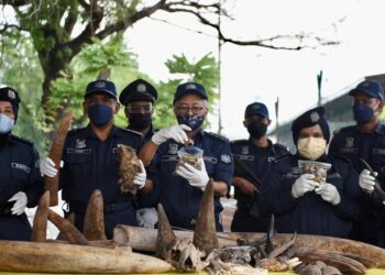 ZAZULI Johan (tengah) menunjukkan gading gajah, tanduk badak sumbu dan tengkorak haiwan hasil rampasan sindiket penyeludupan dekat Pejabat Kastam Pelabuhan Utara di Klang, Selangor, hari ini. -UTUSAN / ZULFADHLI ZAKI