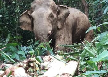 ‘AWANG Ketengga' diberi makan batang pisang sebelum dipindahkan ke Tasik Kenyir, di Kampung Seri Ketengga, Baling semalam.