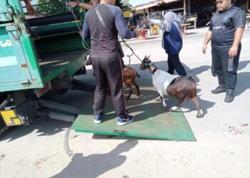 ANGGOTA penguat kuasa MPKB-BRI menangkap kambing yang berkeliaran di Pantai Cahaya Bulan, Kota Bharu kelmarin. - FOTO IHSAN MPKB-BRI