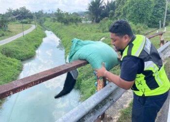 ANGGOTA penguat kuasa LUAS meletakkan beg Serbuk Karbon Teraktif ke dalam sungai yang dikesan berlaku pencemaran Sungai Langat dan Sungai Kabul, Selangor.