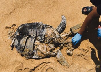 KEADAAN bangkai seekor penyu agar yang ditemukan terdampar di Pantai Teluk Bidara, Seberang Pintasan, Dungun, Terengganu. - UTUSAN/NIK NUR IZZATUL HAZWANI NIK ADNAN