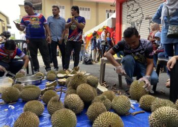 MURTADHATUMIZI Mustapha (tengah) melihat kakitangannya membuka buah durian untuk dihidangkan kepada tetamu yang hadir ke jamuannya di Jalan Temenggong, Kota Bharu, Kelantan semalam. - UTUSAN/YATIMIN ABDULLAH