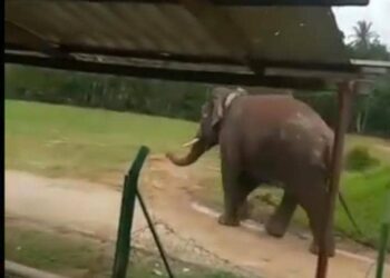 TANGKAP layar rakaman video seekor gajah jantan yang dilihat berkeliaran di kawasan kampung di RPS Kemar, Gerik baru-baru ini. - UTUSAN/MEDIA SOSIAL